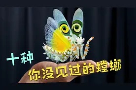 在大自然昆虫界，盘点十种稀缺的螳螂，多刺花螳螂却只能排到第三视频封面