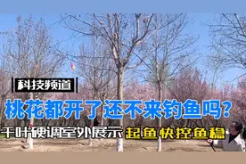 千叶5.5h19调室外展示，看腰力看硬度看弧度怎么样？