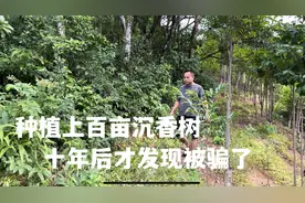 投资100万种植上百亩沉香树，想着能赚钱发财，十年才发现是骗局视频封面
