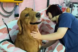原来大金毛也喜欢漂亮女生，糖果在美女面前表现不错，像个乖乖狗视频封面