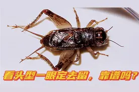 师傅教的蟋蟀5种头型，说一眼可以定1条虫的去留，虫友觉的靠谱吗视频封面