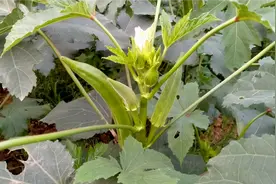 富贵菜秋葵怎样打叉，什么时候打顶，掌握这3点，种两棵就吃不完视频封面