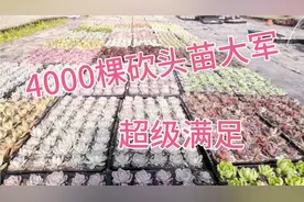 4000棵多肉，我的砍头苗大军，超级满足，使劲地长吧，长势喜人视频封面