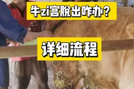 牛z宫脱出咋办？详细流程@西瓜视频 @牛羊大全