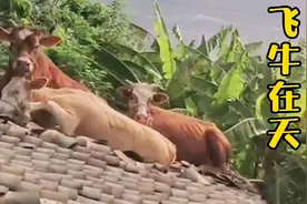 搞笑配音，我的天啊，牛怎么上房顶了视频封面