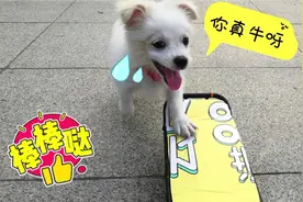 用山地车座给狗狗做个滑板车，学滑板过程既好气又好笑