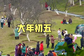 大年初五，南宁石门森林公园樱花开了，来游玩的人还真多视频封面
