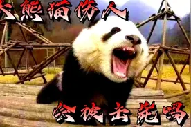 大熊猫伤人会被击毙吗视频封面