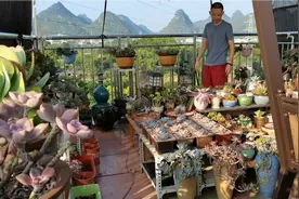 多肉植物与易经风水文化视频封面
