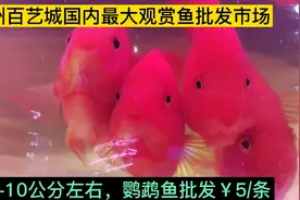 广州百艺城国内最大观赏鱼批发，鹦鹉鱼批￥5/条，看划算不划算视频封面