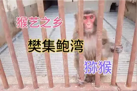 河南南阳：参观猴艺之乡新野樊集鲍湾村，猕猴养殖基地视频封面