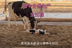 母牛自然生产全过程，能自然生产就不要助产，火候把握好，沉住气