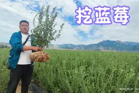 网友想种一批蓝莓，百亩蓝莓园里挖了100棵3年苗，一棵能结10斤果视频封面