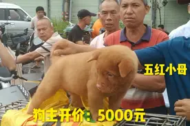 玉林狗市：一只小五红母狗售价5000元，按斤计算将近500元一斤视频封面