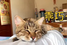 这么乖的狸花猫你见过吗？超喜欢粘着主人
