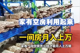 家有一间房就可以做的种植，200元一斤，10平方月入上万，收藏视频封面