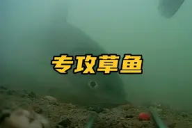 又见识了一款神奇窝料，居然把水库草鱼全诱来了，对比结果很明显视频封面