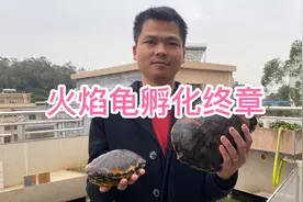 火焰龟孵化教程终章视频封面