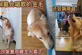 全网最会唱歌的金毛！还会飙高音！爱咬沙发差点被主人卖了！视频封面