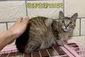 收养流浪猫第120天，小凶猫害怕躲在高处，一直不停对我哼哼唧唧视频封面