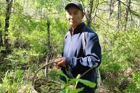 进山采薇菜，薇菜出口日本，，是贵重的山野菜