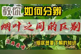 南雄青梗烟与烤烟如何区分？这个视频告诉你