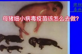 母猪细小病毒疫苗该怎么作才有效果视频封面