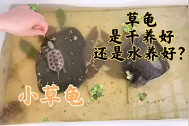 草龟能当陆龟养吗，是在水里养还是在陆地养好呢？视频封面