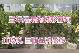 当年就可以结果葡萄树树形葡萄红阳光玫瑰巨峰葡萄红玫瑰品种齐全视频封面
