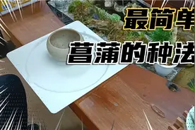 菖蒲最简单的种法之一，用透气的土壤栽种保证透气性即可