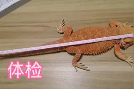 点点是只蜥蜴（33）七个月大的鬃狮蜥，又蒙皮了，看看多长了