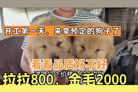 终于可以去新家了，我来拿狗狗了，养了20多天，疫苗做了才安全！视频封面
