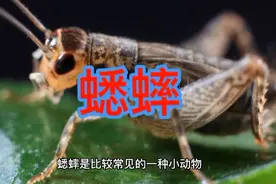 蟋蟀的功效与药用价值视频封面