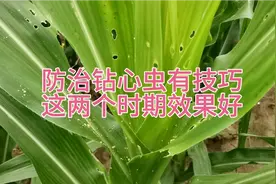 防治玉米钻心虫有技巧，在这两个关键期打药，防治效果最好视频封面