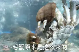 为啥螃蟹长一对毛绒绒钳子？那是中华绒螯蟹，看这毛爪肯定是公的