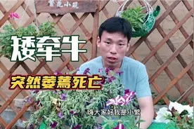 夏季矮牵牛为什么突然萎蔫死亡，告诉你其中原因，怎样有效避免视频封面