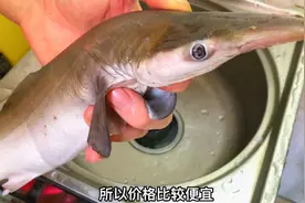 鲨鱼肉如何去氨水味？大厨教你这样做，肉质鲜嫩又不腥视频封面