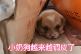小奶狗越来越调皮，这么小就开始咬人，为了小奶狗长大邻居也帮忙视频封面