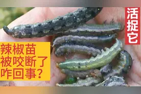 辣椒苗被虫咬断了是咋回事？ 如何解决呢？原来很简单