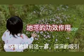 地菍的功效作用