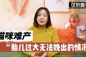 猫咪难产，胎儿过大无法生产的情况，爽姐教你！视频封面
