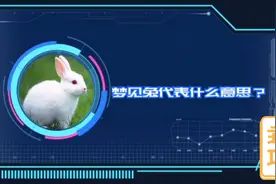可爱的小白兔，一身雪白的毛，梦见兔，代表了会有升官发财的机会视频封面