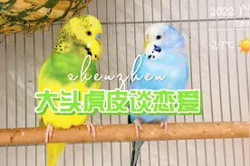 65元的大头虎皮成年了，跟邻居家大头配个对，可以生鸟宝宝了视频封面