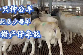 一只种公羊能配多少只母羊，配错了产仔率低视频封面