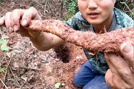 挖了一棵像山药的东西，不知道能不能吃。视频封面
