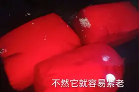 原来做鲜鸭血这么简单，滑嫩没有腥味，2分钟就能学会