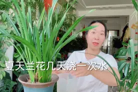 夏天养兰花，几天浇一次水，才能让兰花不烂根？视频封面