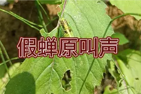 大自然假蝉鸣叫声好听快来欣赏