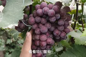 葡萄当年种植当年结果不稀奇，2次3次结果才需真技术，你学会了吗视频封面