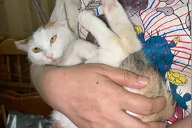 流浪猫抗拒吃药对人又爪又凶，新主人想出一个奇特办法，一招制服视频封面